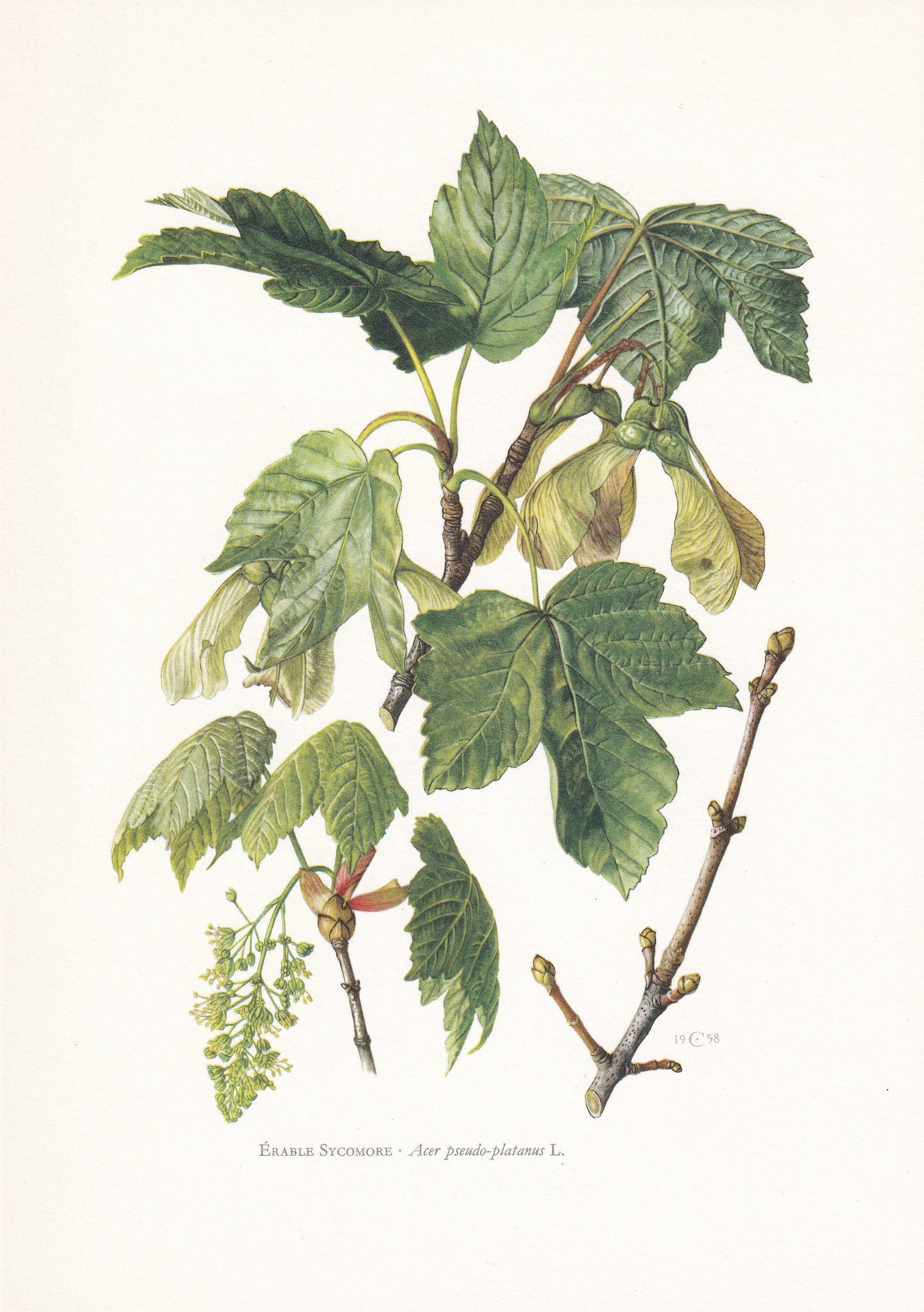 1960 SYCAMORE MAPLE Tree Print - Botanical Print - Botanical Illustration - Tree Wall Art - Vintage Tree Print - 7.5 x 10.6 Inches