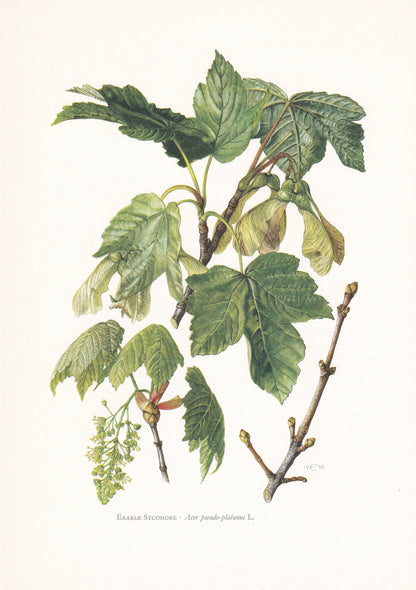 1960 SYCAMORE MAPLE Tree Print - Botanical Print - Botanical Illustration - Tree Wall Art - Vintage Tree Print - 7.5 x 10.6 Inches