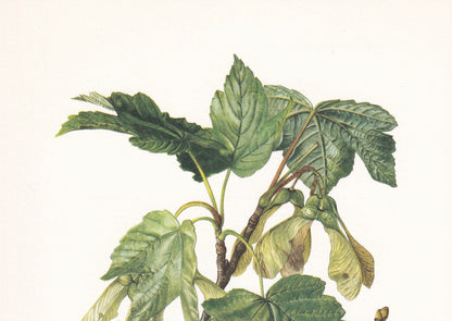 1960 SYCAMORE MAPLE Tree Print - Botanical Print - Botanical Illustration - Tree Wall Art - Vintage Tree Print - 7.5 x 10.6 Inches