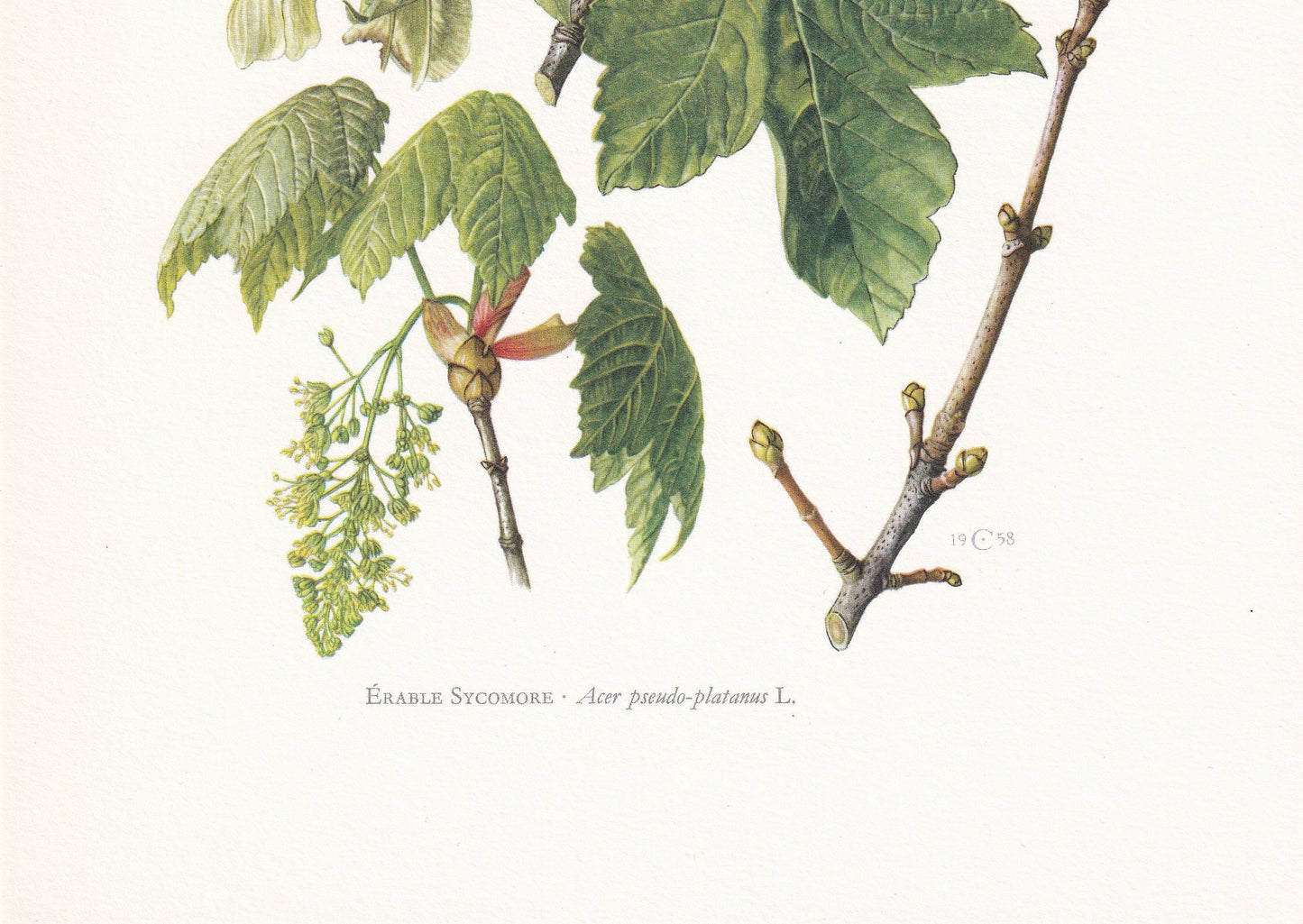 1960 SYCAMORE MAPLE Tree Print - Botanical Print - Botanical Illustration - Tree Wall Art - Vintage Tree Print - 7.5 x 10.6 Inches