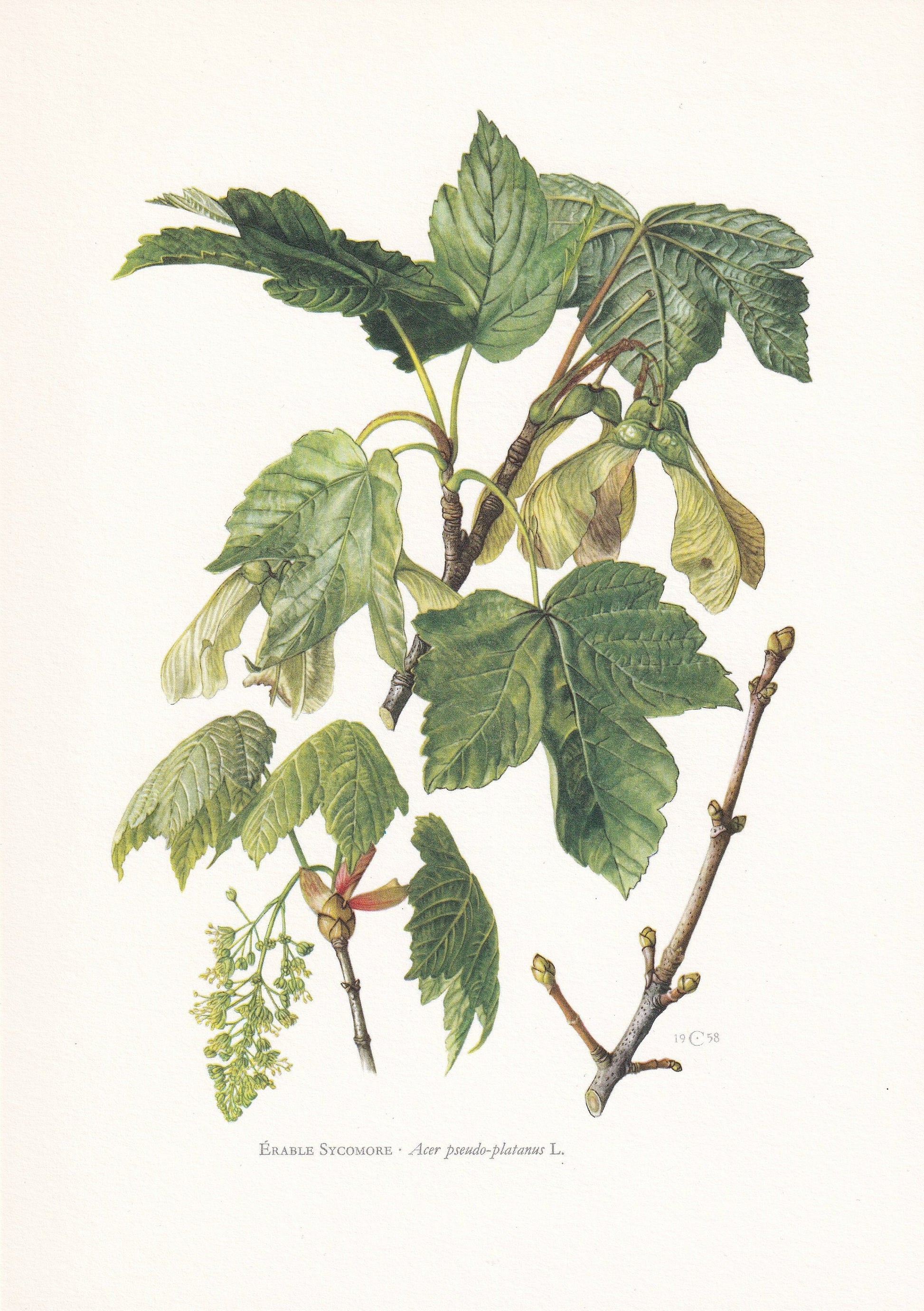 1960 SYCAMORE MAPLE Tree Print - Botanical Print - Botanical Illustration - Tree Wall Art - Vintage Tree Print - 7.5 x 10.6 Inches