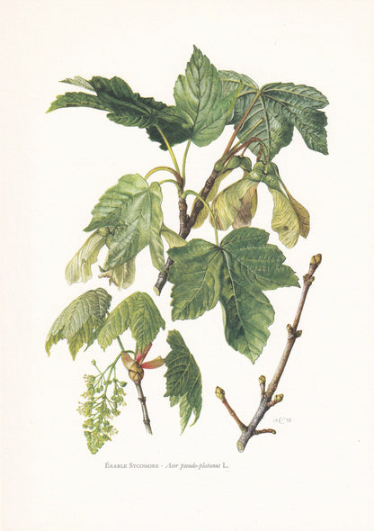 1960 SYCAMORE MAPLE Tree Print - Botanical Print - Botanical Illustration - Tree Wall Art - Vintage Tree Print - 7.5 x 10.6 Inches