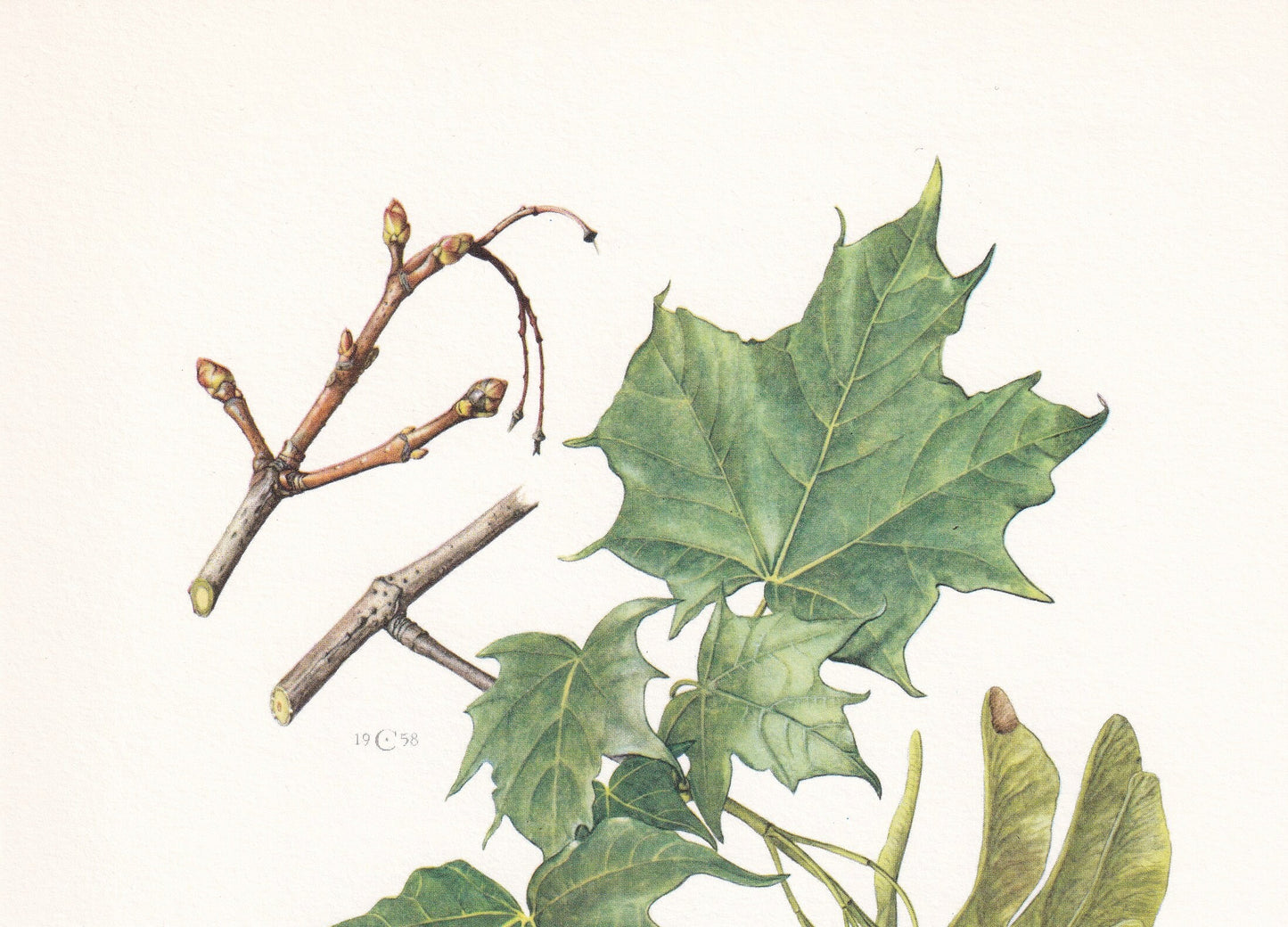 1960 NORWAY MAPLE Tree Print - Botanical Print - Botanical Illustration - Tree Wall Art - Vintage Tree Print - 7.5 x 10.6 Inches