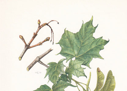 1960 NORWAY MAPLE Tree Print - Botanical Print - Botanical Illustration - Tree Wall Art - Vintage Tree Print - 7.5 x 10.6 Inches