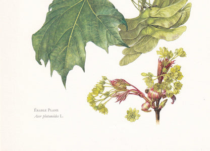 1960 NORWAY MAPLE Tree Print - Botanical Print - Botanical Illustration - Tree Wall Art - Vintage Tree Print - 7.5 x 10.6 Inches