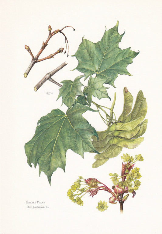 1960 NORWAY MAPLE Tree Print - Botanical Print - Botanical Illustration - Tree Wall Art - Vintage Tree Print - 7.5 x 10.6 Inches