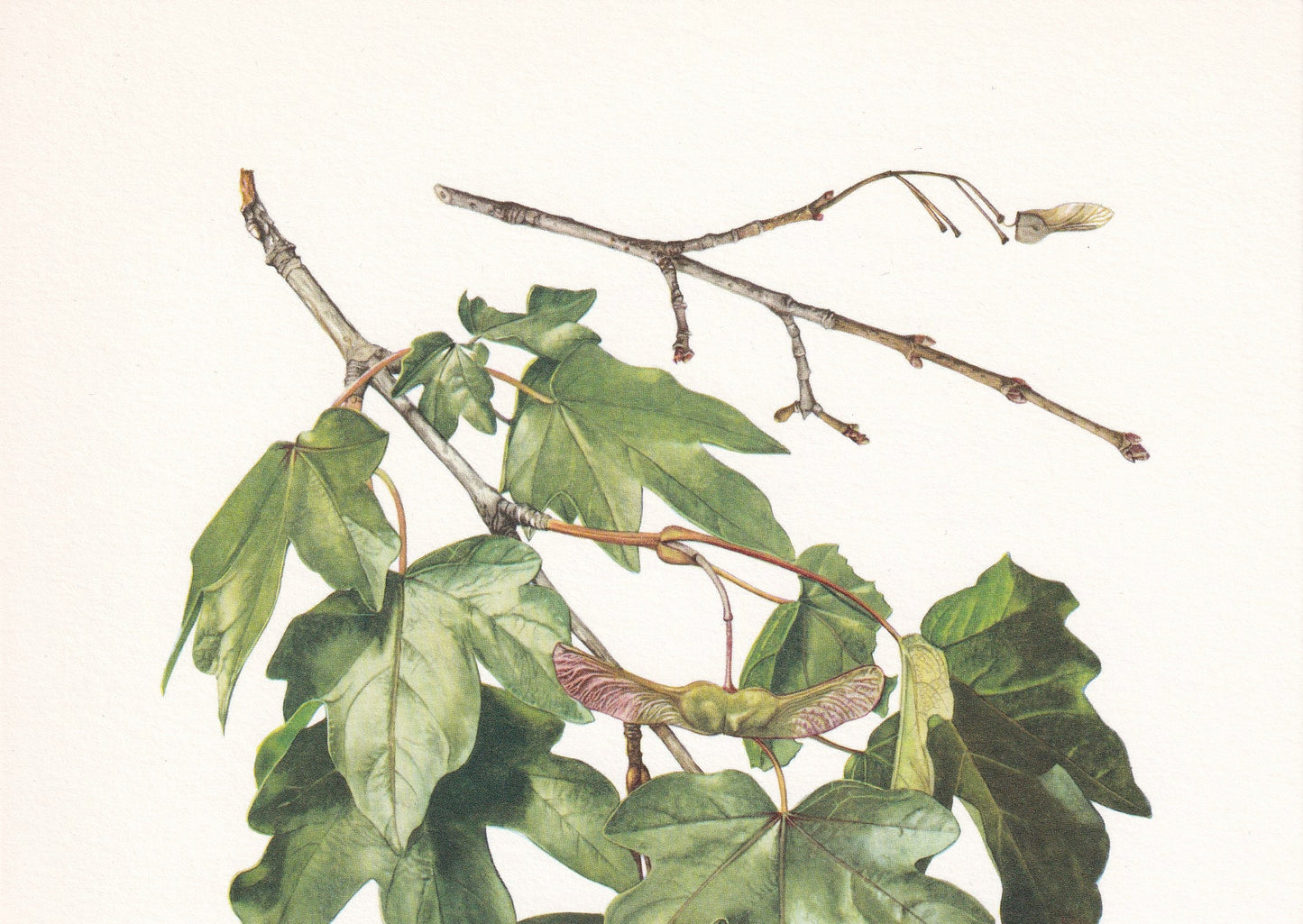 1960 FIELD MAPLE Tree Print - Botanical Print - Botanical Illustration - Tree Wall Art - Vintage Tree Print - 7.5 x 10.6 Inches