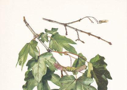 1960 FIELD MAPLE Tree Print - Botanical Print - Botanical Illustration - Tree Wall Art - Vintage Tree Print - 7.5 x 10.6 Inches