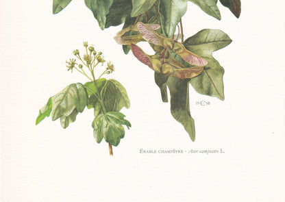 1960 FIELD MAPLE Tree Print - Botanical Print - Botanical Illustration - Tree Wall Art - Vintage Tree Print - 7.5 x 10.6 Inches