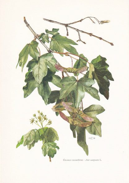 1960 FIELD MAPLE Tree Print - Botanical Print - Botanical Illustration - Tree Wall Art - Vintage Tree Print - 7.5 x 10.6 Inches
