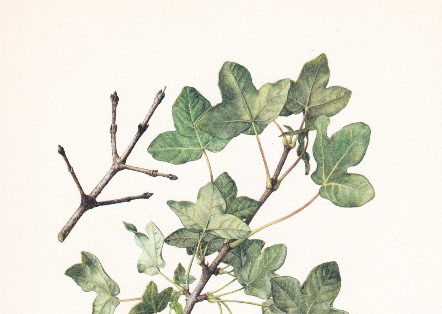 1960 MONTPELLIER MAPLE Tree Print - Botanical Print - Botanical Illustration - Tree Wall Art - Vintage Tree Print - 7.5 x 10.6 Inches