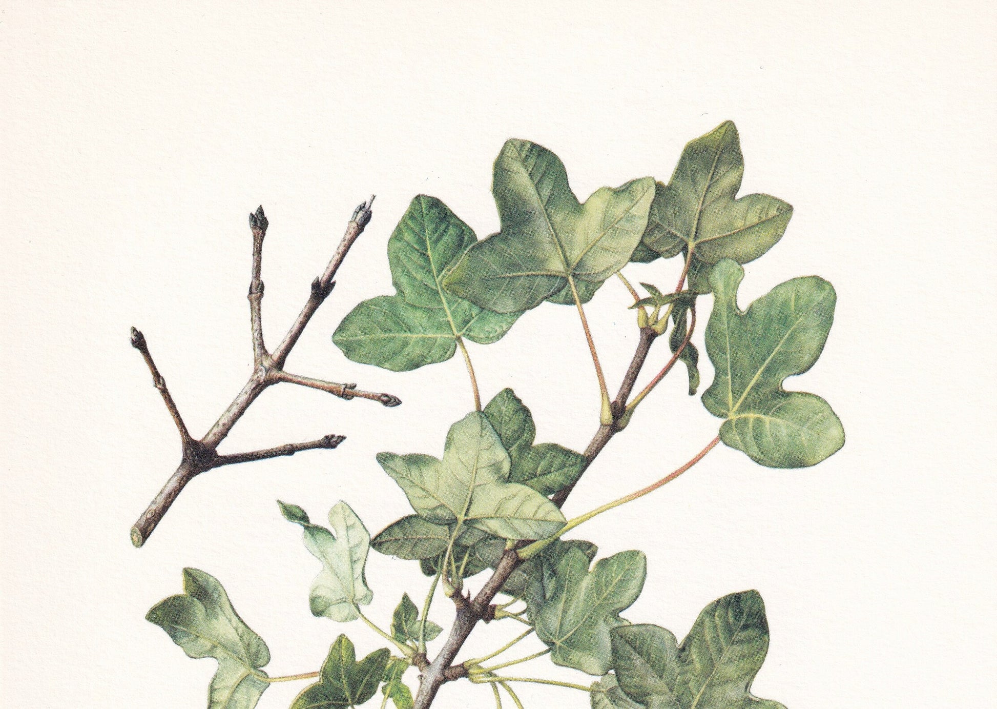 1960 MONTPELLIER MAPLE Tree Print - Botanical Print - Botanical Illustration - Tree Wall Art - Vintage Tree Print - 7.5 x 10.6 Inches