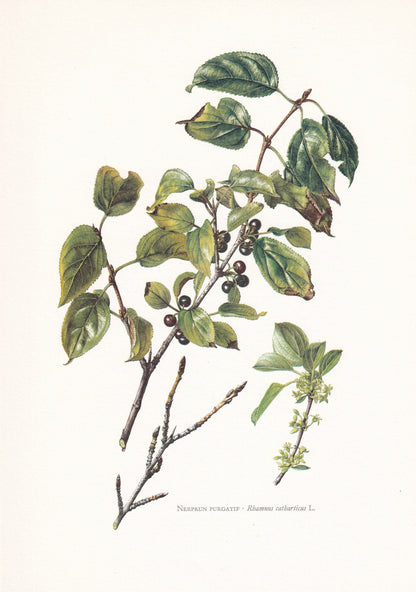 1960 BUCKTHORN Tree Print - Botanical Print - Botanical Illustration - Tree Wall Art - Vintage Tree Print - 7.5 x 10.6 Inches