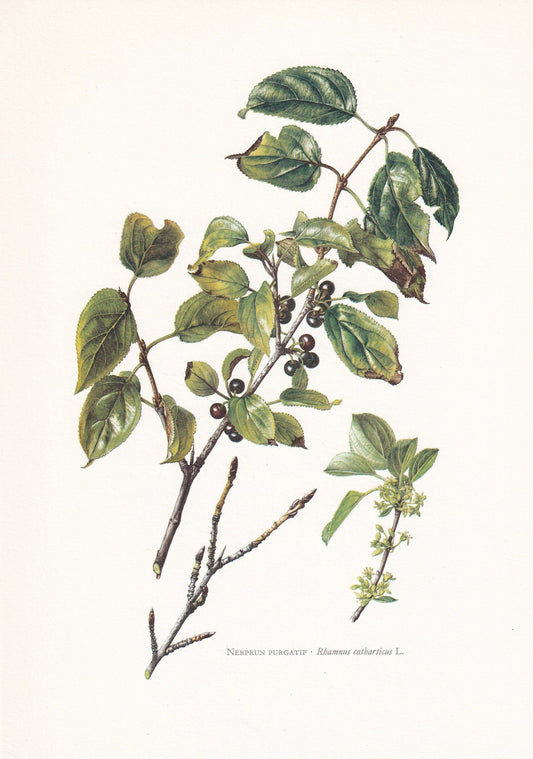 1960 BUCKTHORN Tree Print - Botanical Print - Botanical Illustration - Tree Wall Art - Vintage Tree Print - 7.5 x 10.6 Inches