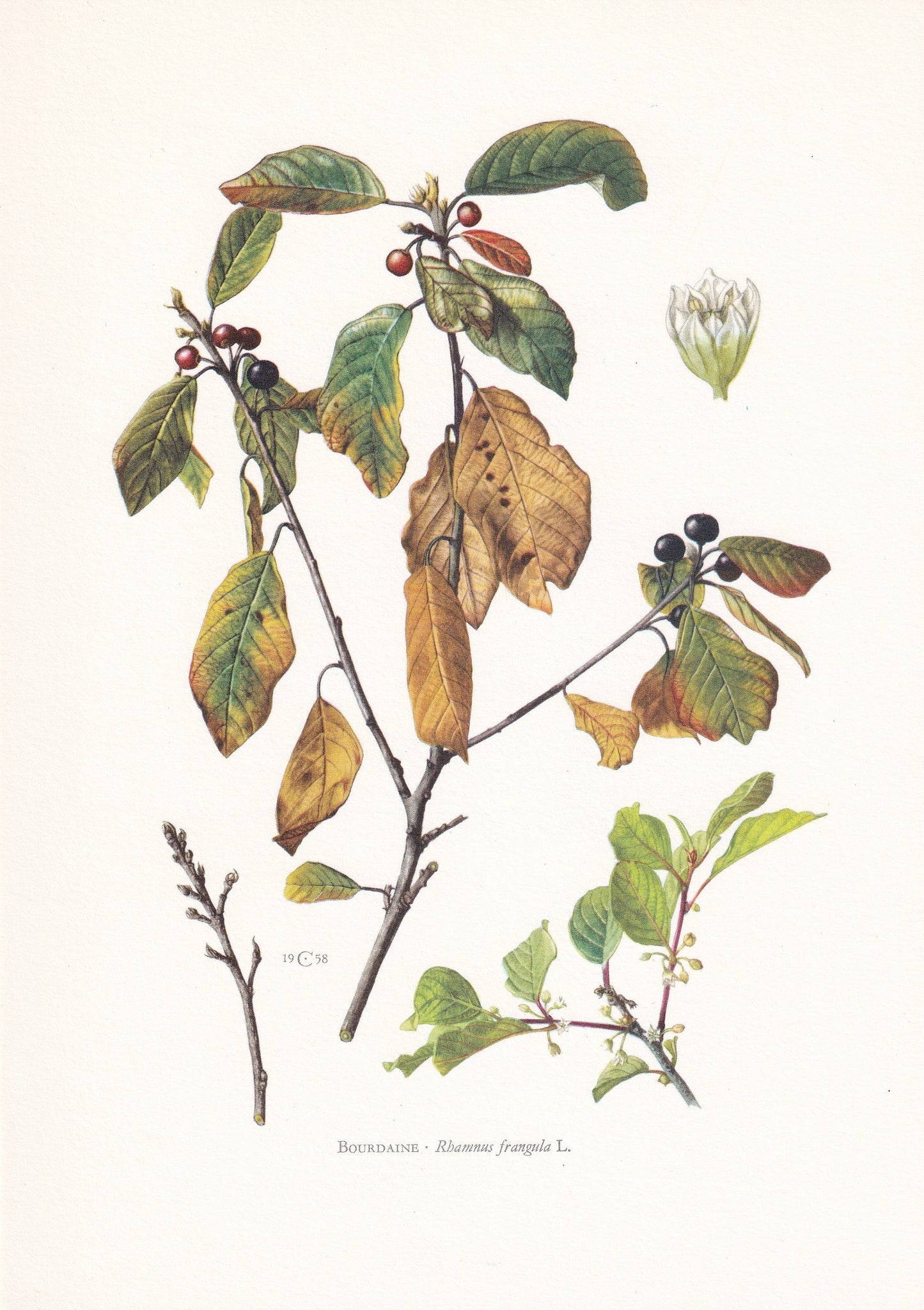 1960 ALDER BUCKTHORN Tree Print - Botanical Print - Botanical Illustration - Tree Wall Art - Vintage Tree Print - 7.5 x 10.6 Inches
