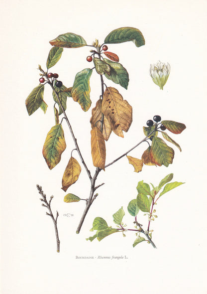 1960 ALDER BUCKTHORN Tree Print - Botanical Print - Botanical Illustration - Tree Wall Art - Vintage Tree Print - 7.5 x 10.6 Inches