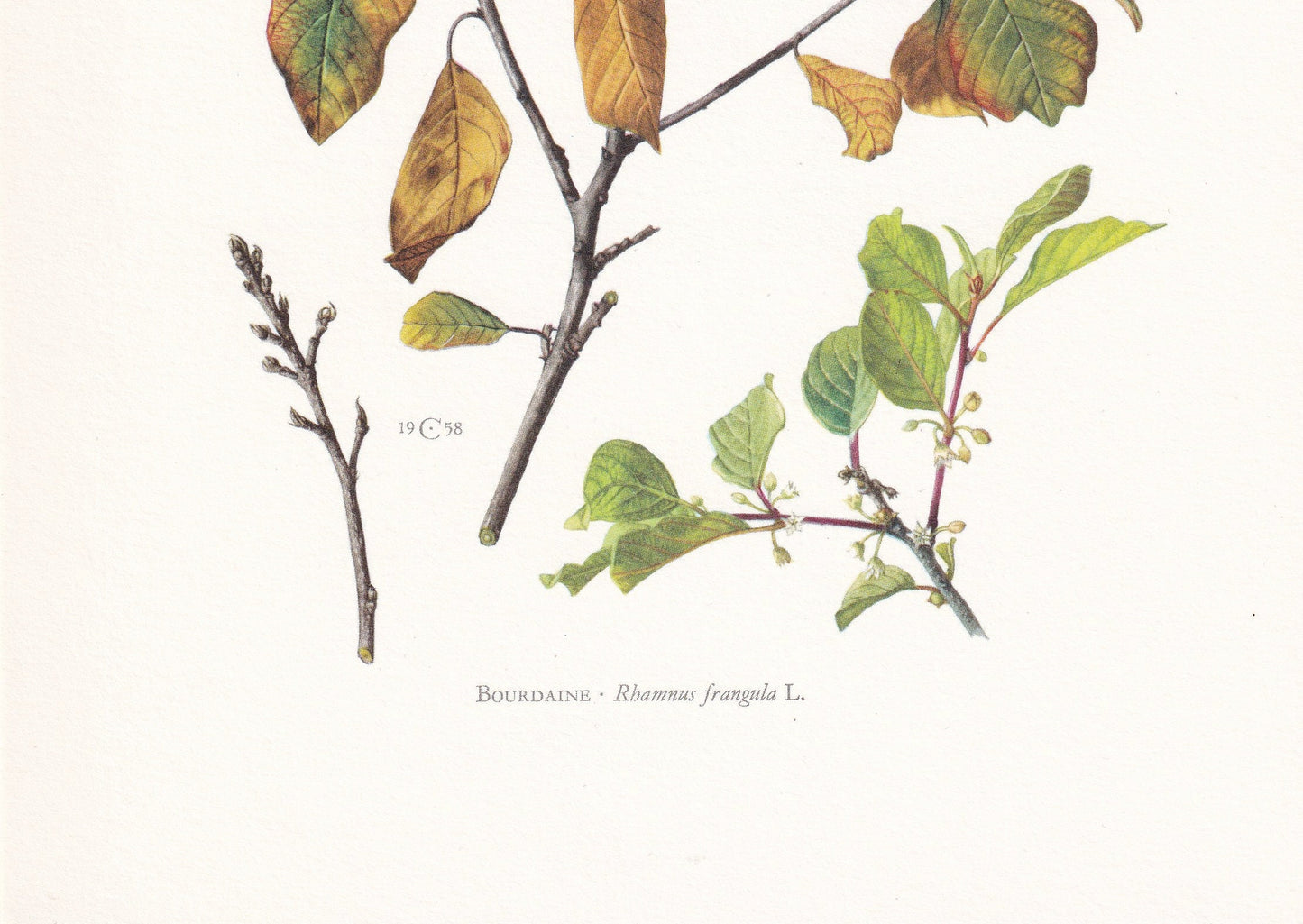 1960 ALDER BUCKTHORN Tree Print - Botanical Print - Botanical Illustration - Tree Wall Art - Vintage Tree Print - 7.5 x 10.6 Inches
