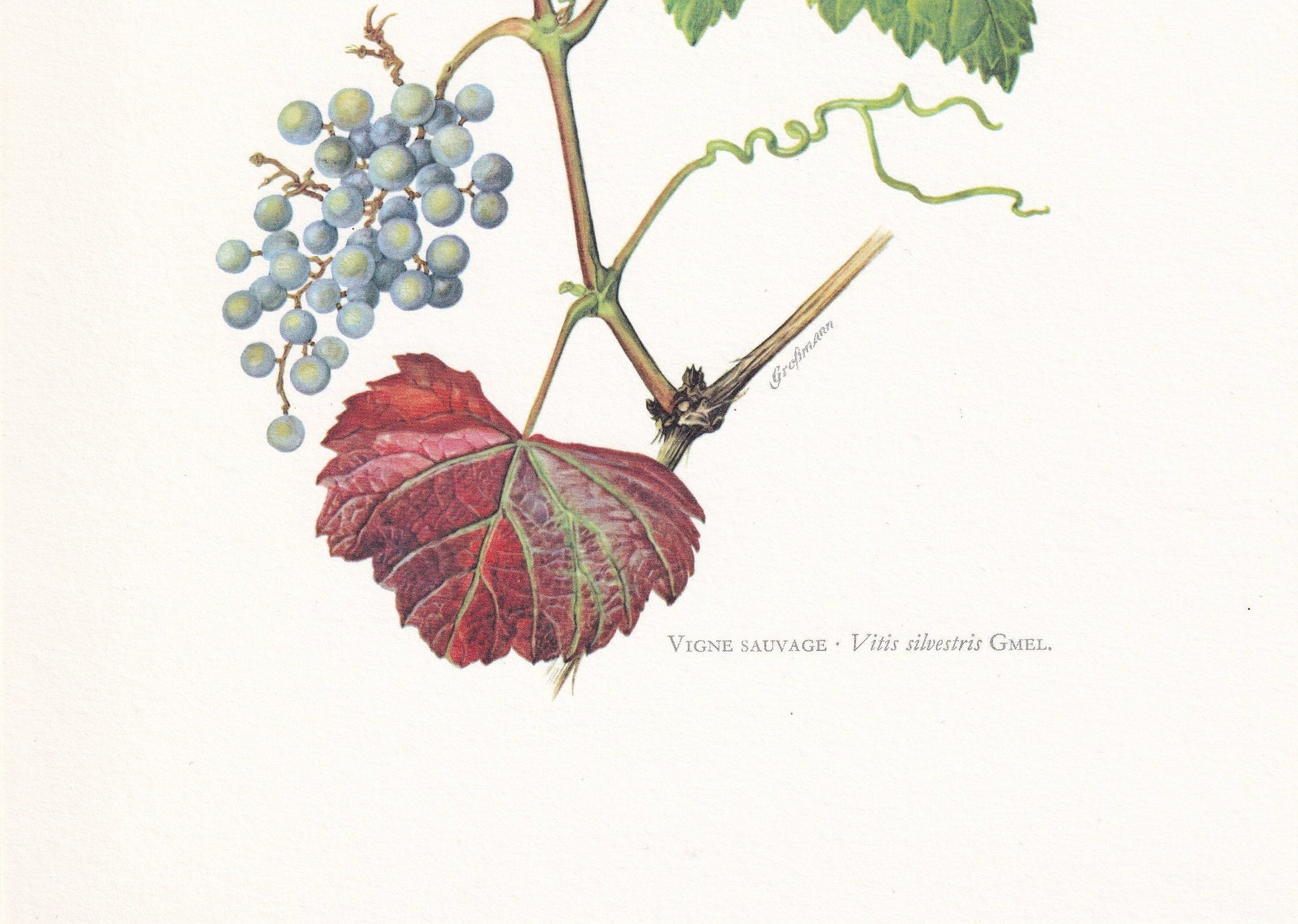 1960 WILD GRAPE Tree Print - Botanical Print - Botanical Illustration - Tree Wall Art - Vintage Tree Print - 7.5 x 10.6 Inche