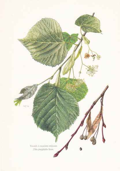 1960 LARGE-LEAVED LIME Tree Print - Botanical Print - Botanical Illustration - Tree Wall Art - Vintage Tree Print - 7.5 x 10.6 Inches