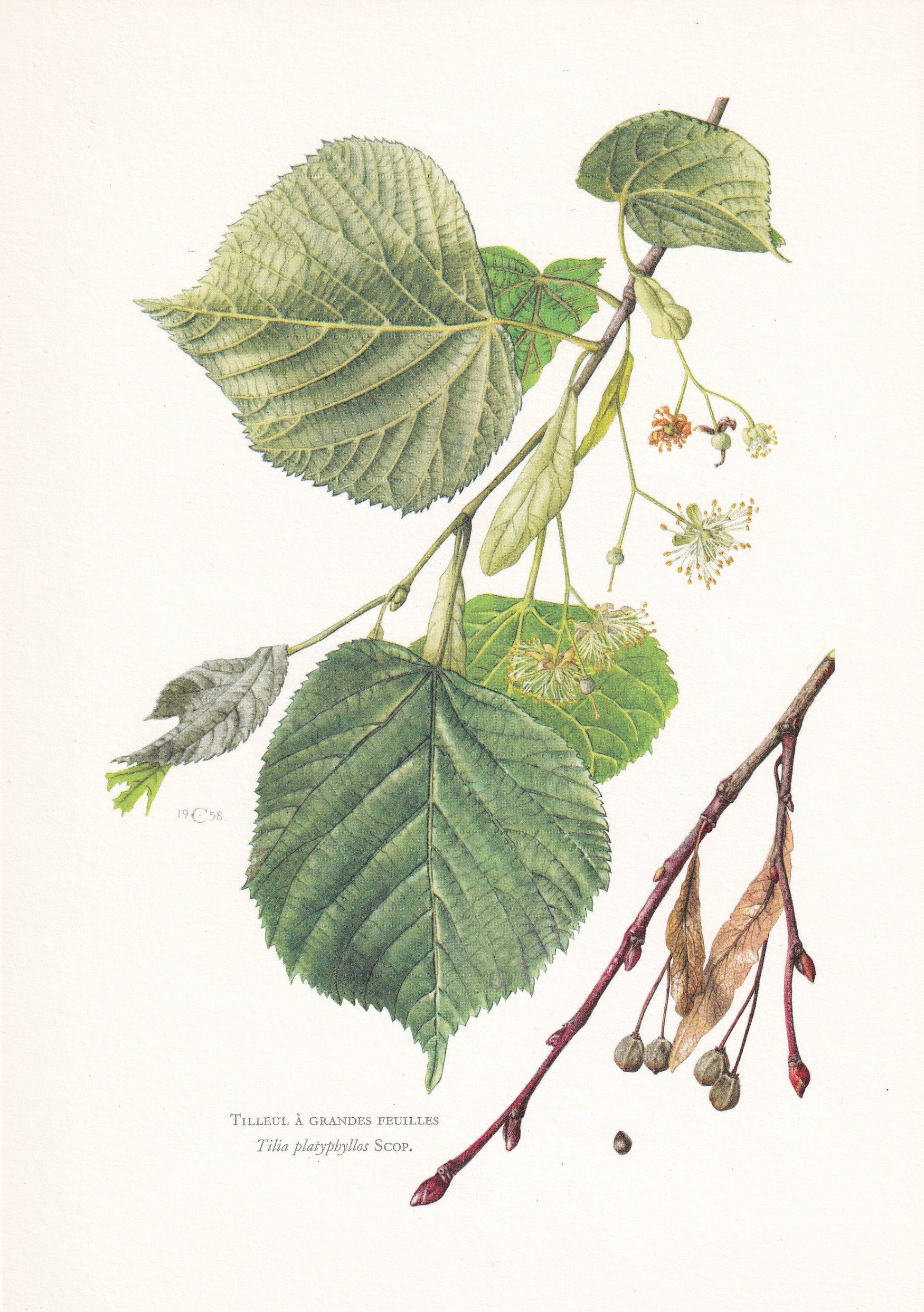 1960 LARGE-LEAVED LIME Tree Print - Botanical Print - Botanical Illustration - Tree Wall Art - Vintage Tree Print - 7.5 x 10.6 Inches