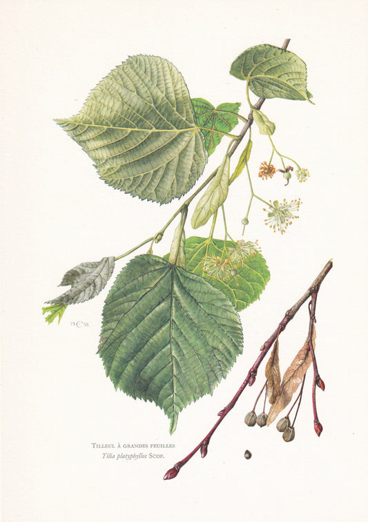 1960 LARGE-LEAVED LIME Tree Print - Botanical Print - Botanical Illustration - Tree Wall Art - Vintage Tree Print - 7.5 x 10.6 Inches