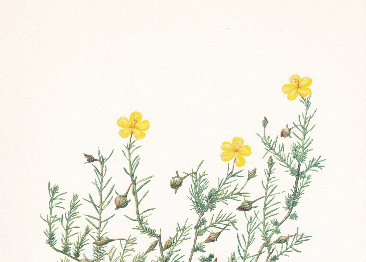 1960 SPRAWLING NEEDLE ROSE Print - Botanical Print - Botanical Illustration - Plant Wall Art - Vintage Plant Print - 7.5 x 10.6 Inches