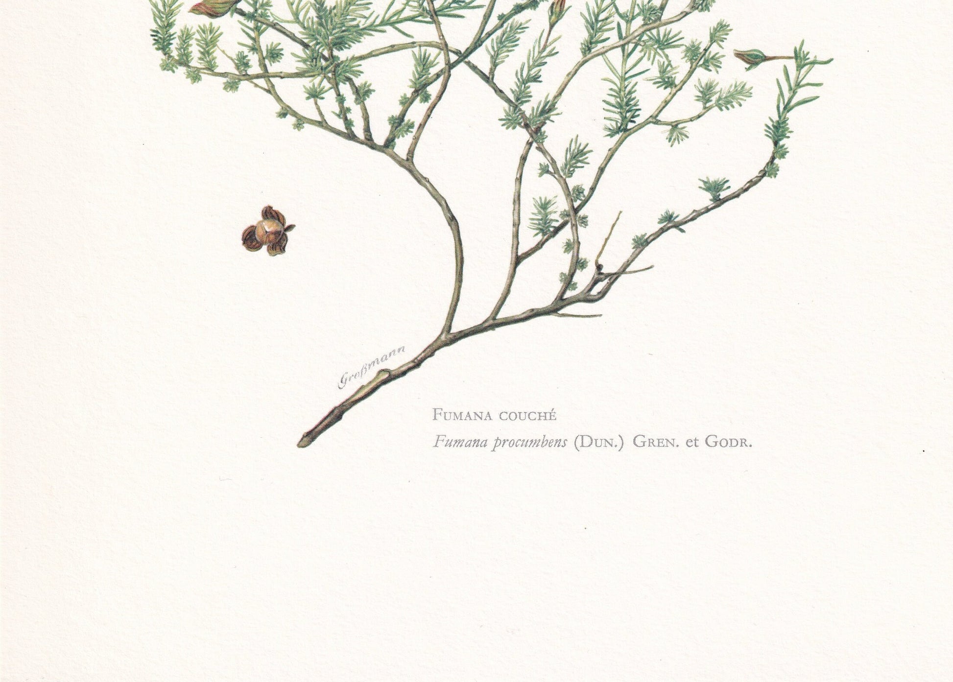 1960 SPRAWLING NEEDLE ROSE Print - Botanical Print - Botanical Illustration - Plant Wall Art - Vintage Plant Print - 7.5 x 10.6 Inches