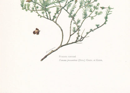 1960 SPRAWLING NEEDLE ROSE Print - Botanical Print - Botanical Illustration - Plant Wall Art - Vintage Plant Print - 7.5 x 10.6 Inches