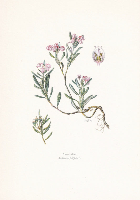 1960 BOG ROSEMARY Print - Botanical Print - Botanical Illustration - Plant Wall Art - Vintage Plant Print - 7.5 x 10.6 Inches