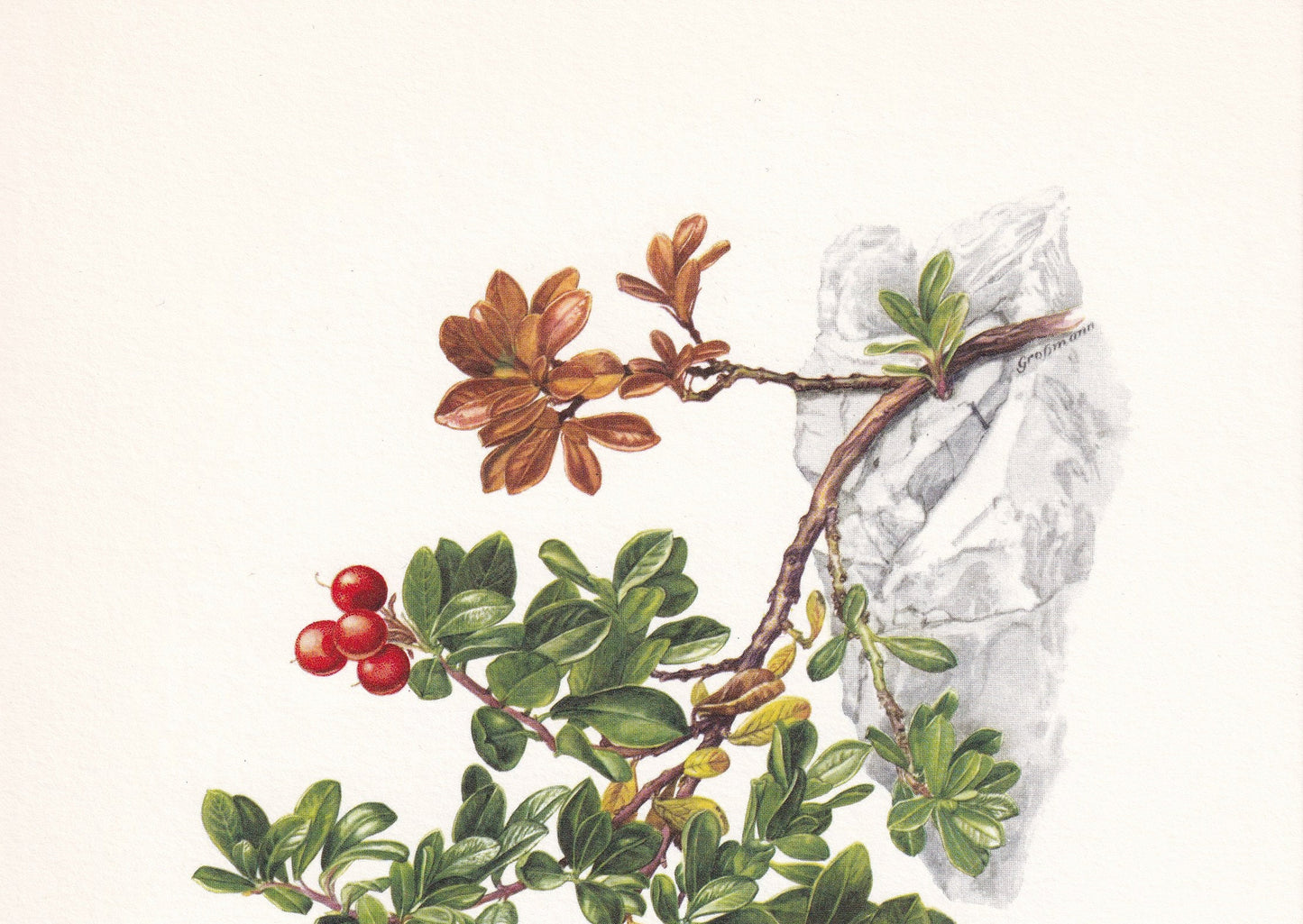 1960 BEARBERRY Print - Botanical Print - Botanical Illustration - Plant Wall Art - Vintage Plant Print - 7.5 x 10.6 Inches