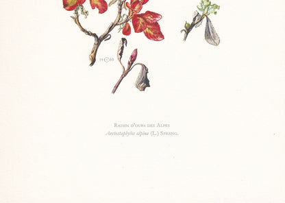 1960 ALPINE BEARBERRY Print - Botanical Print - Botanical Illustration - Plant Wall Art - Vintage Plant Print - 7.5 x 10.6 Inches