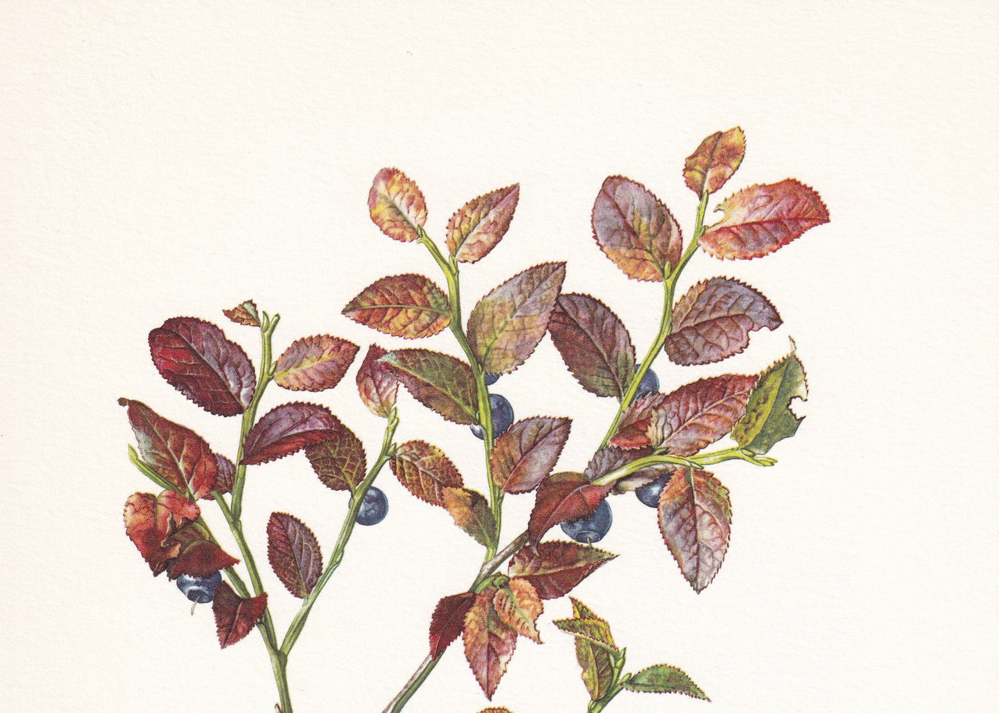1960 EUROPEAN BLUEBERRY Print - Botanical Print - Botanical Illustration - Plant Wall Art - Vintage Plant Print - 7.5 x 10.6 Inches