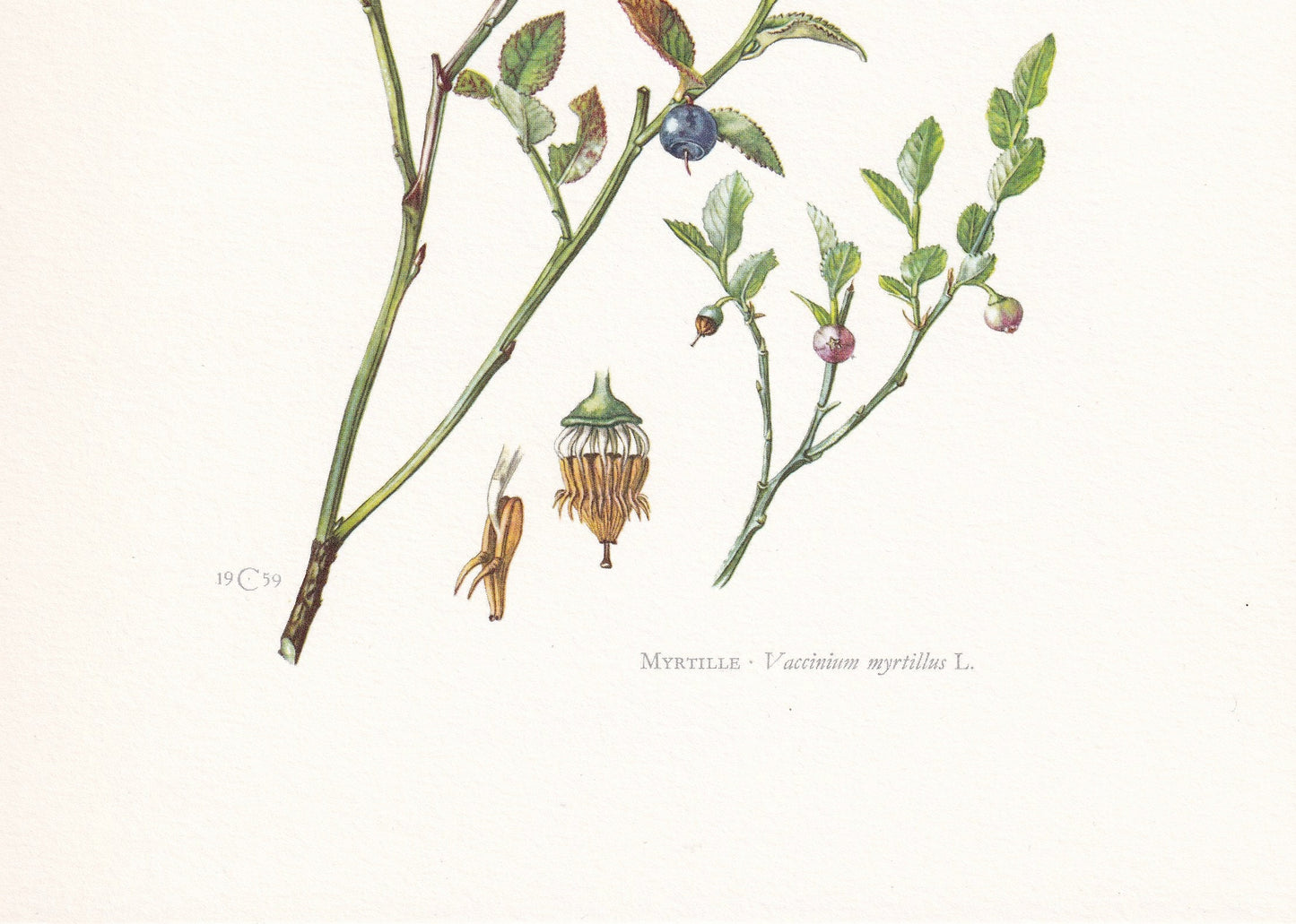 1960 EUROPEAN BLUEBERRY Print - Botanical Print - Botanical Illustration - Plant Wall Art - Vintage Plant Print - 7.5 x 10.6 Inches