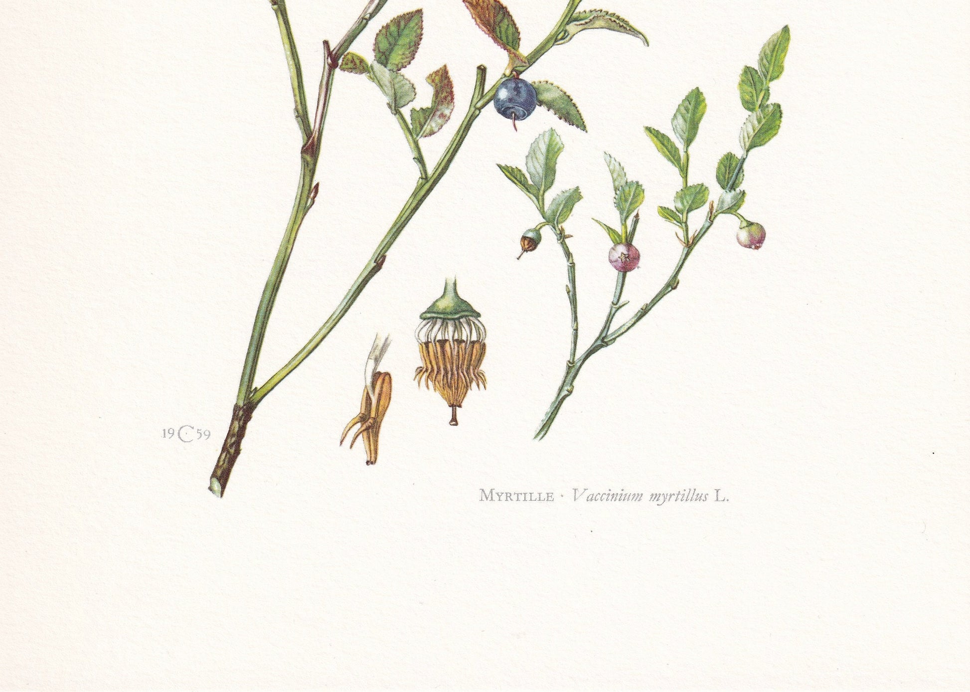 1960 EUROPEAN BLUEBERRY Print - Botanical Print - Botanical Illustration - Plant Wall Art - Vintage Plant Print - 7.5 x 10.6 Inches