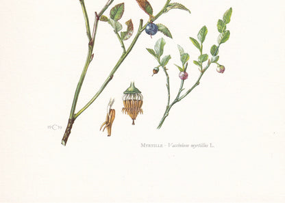1960 EUROPEAN BLUEBERRY Print - Botanical Print - Botanical Illustration - Plant Wall Art - Vintage Plant Print - 7.5 x 10.6 Inches