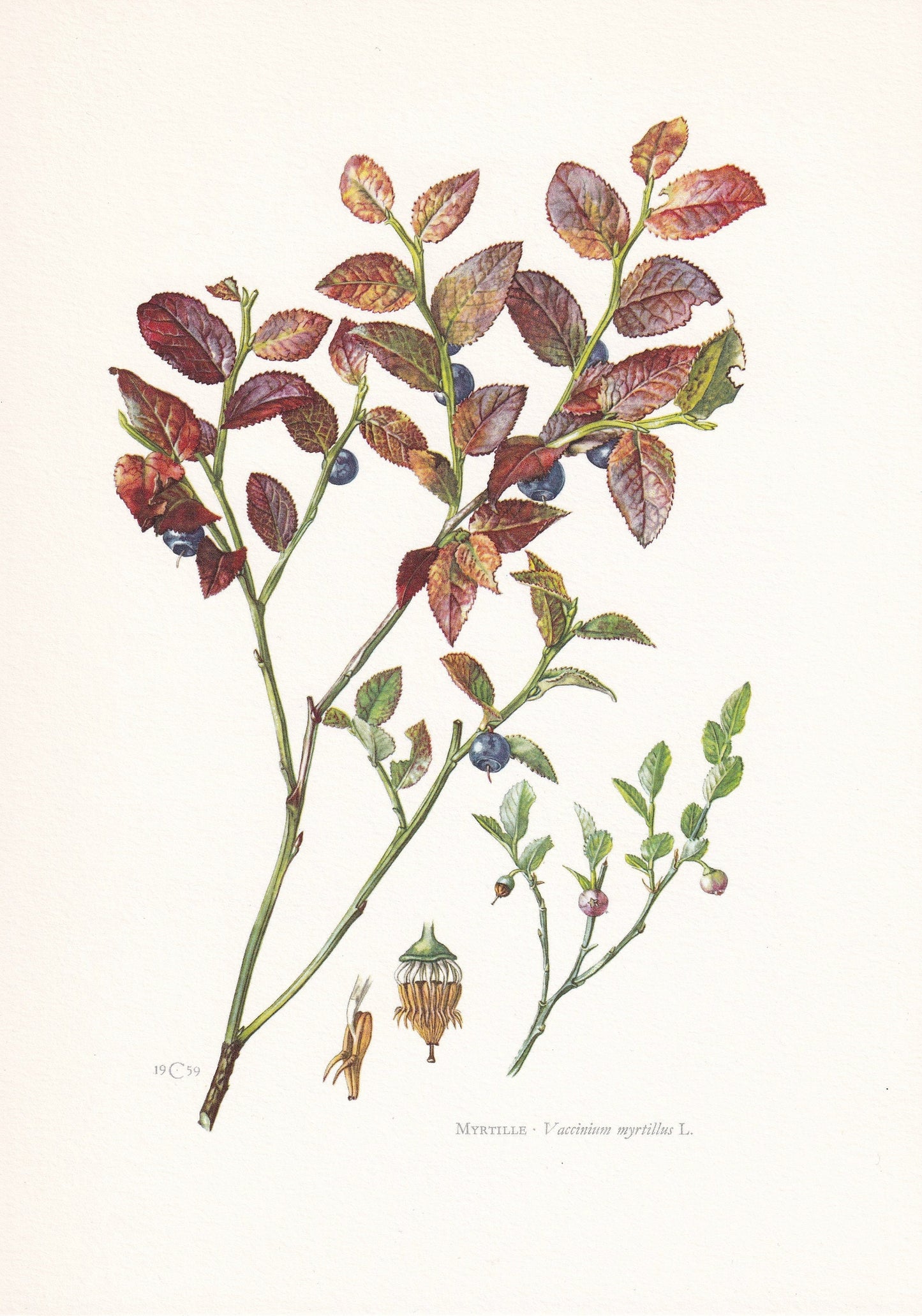 1960 EUROPEAN BLUEBERRY Print - Botanical Print - Botanical Illustration - Plant Wall Art - Vintage Plant Print - 7.5 x 10.6 Inches