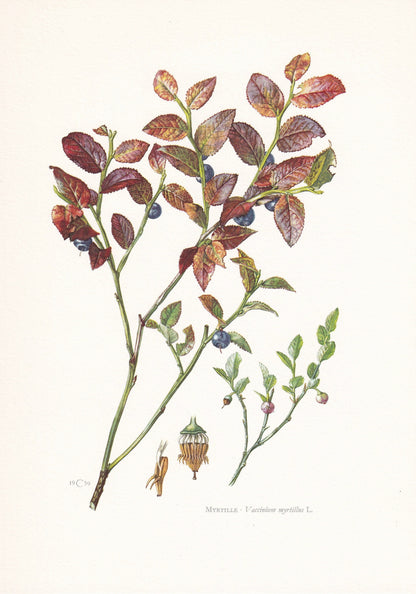 1960 EUROPEAN BLUEBERRY Print - Botanical Print - Botanical Illustration - Plant Wall Art - Vintage Plant Print - 7.5 x 10.6 Inches