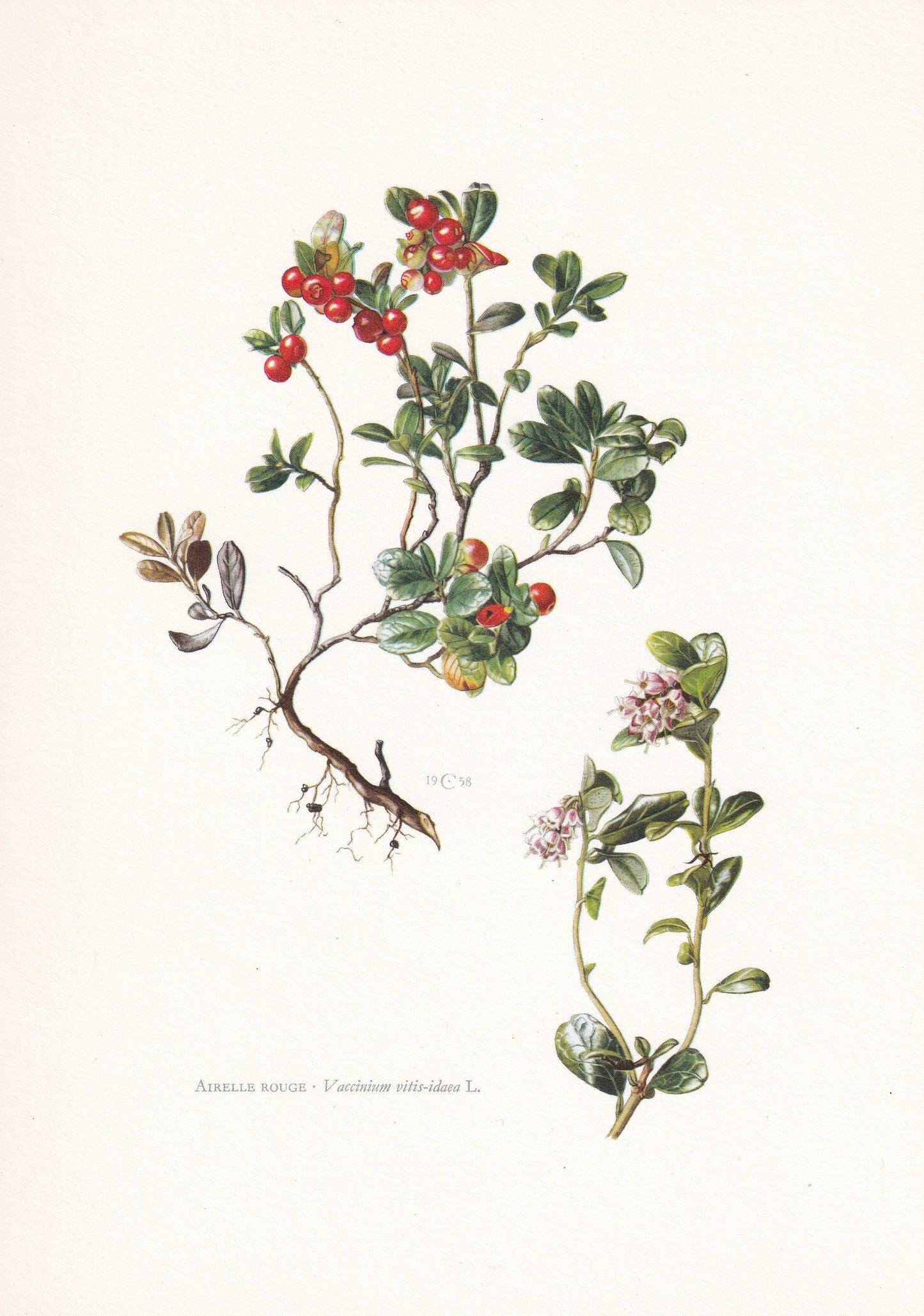 1960 LIGONBERRY Print - Botanical Print - Botanical Illustration - Plant Wall Art - Vintage Plant Print - 7.5 x 10.6 Inches