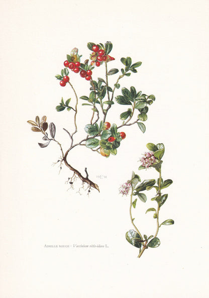 1960 LIGONBERRY Print - Botanical Print - Botanical Illustration - Plant Wall Art - Vintage Plant Print - 7.5 x 10.6 Inches