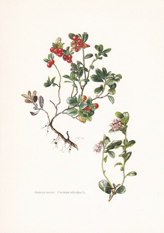 1960 LIGONBERRY Print - Botanical Print - Botanical Illustration - Plant Wall Art - Vintage Plant Print - 7.5 x 10.6 Inches
