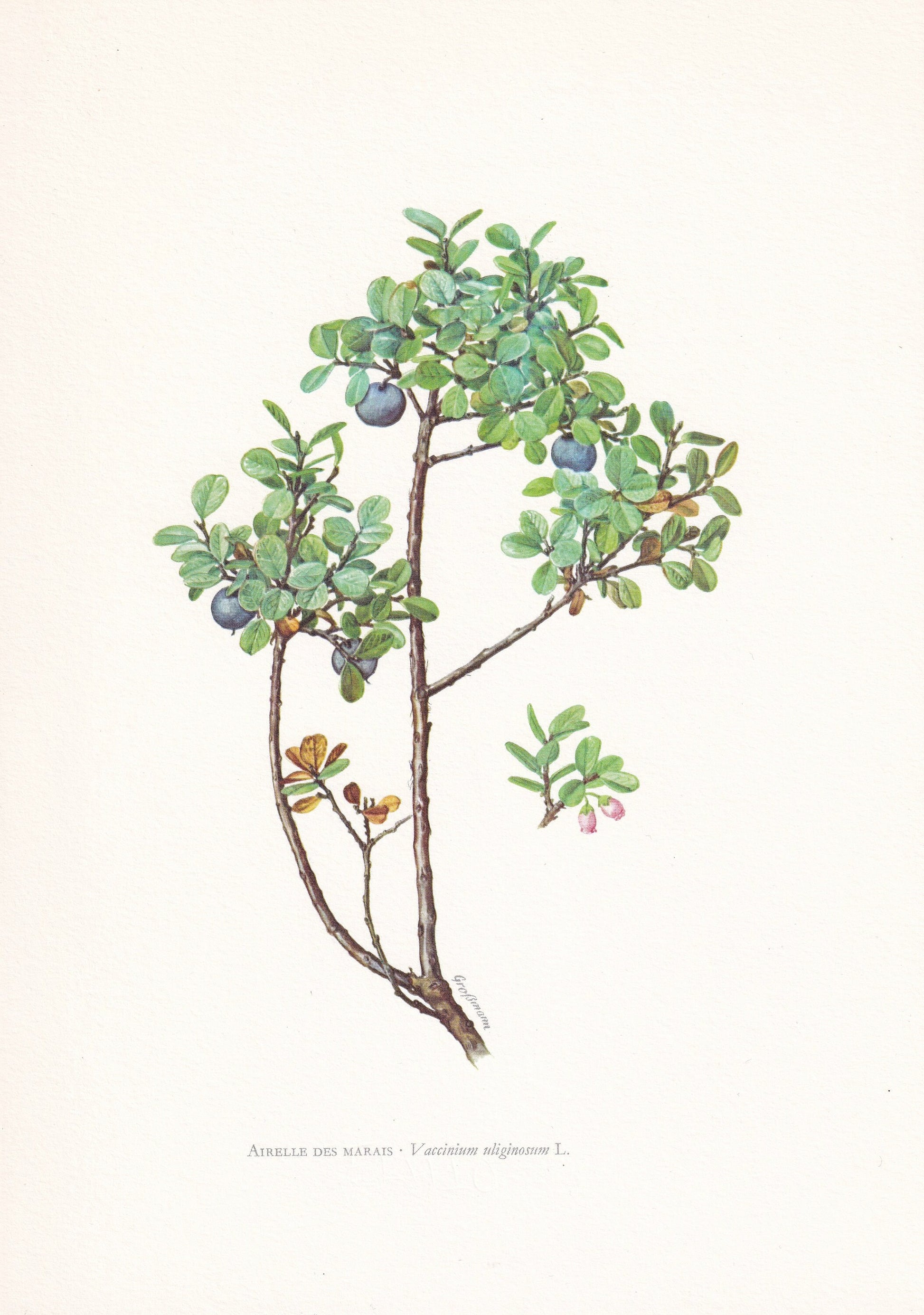 1960 ALPINE BLUEBERRY Print - Botanical Print - Botanical Illustration - Plant Wall Art - Vintage Plant Print - 7.5 x 10.6 Inches