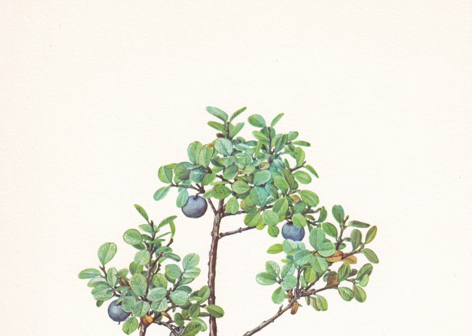 1960 ALPINE BLUEBERRY Print - Botanical Print - Botanical Illustration - Plant Wall Art - Vintage Plant Print - 7.5 x 10.6 Inches