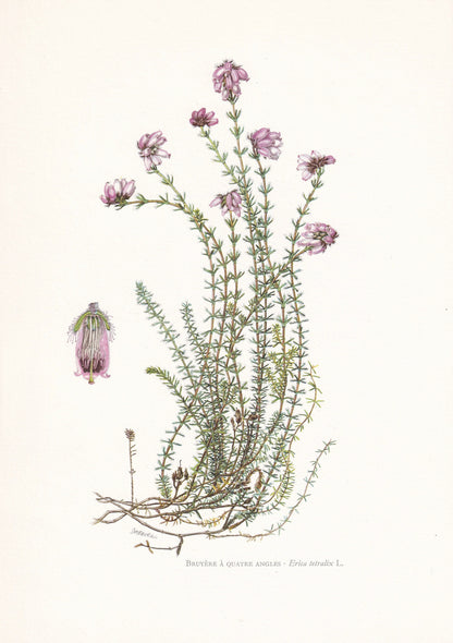 1960 CROSS-LEAVED HEATH Print - Botanical Print - Botanical Illustration - Plant Wall Art - Vintage Plant Print - 7.5 x 10.6 Inches