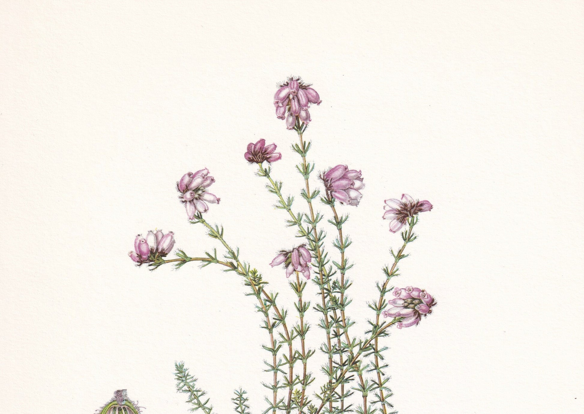 1960 CROSS-LEAVED HEATH Print - Botanical Print - Botanical Illustration - Plant Wall Art - Vintage Plant Print - 7.5 x 10.6 Inches