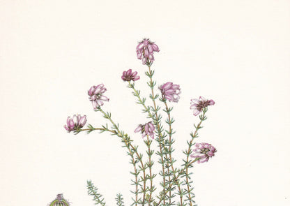 1960 CROSS-LEAVED HEATH Print - Botanical Print - Botanical Illustration - Plant Wall Art - Vintage Plant Print - 7.5 x 10.6 Inches