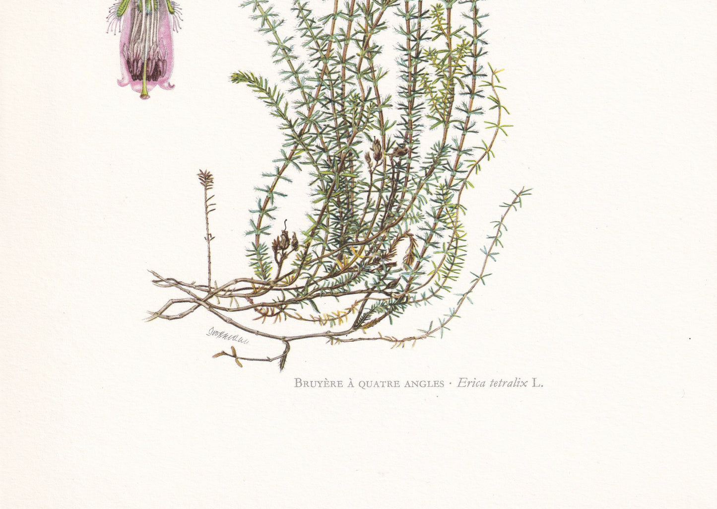 1960 CROSS-LEAVED HEATH Print - Botanical Print - Botanical Illustration - Plant Wall Art - Vintage Plant Print - 7.5 x 10.6 Inches