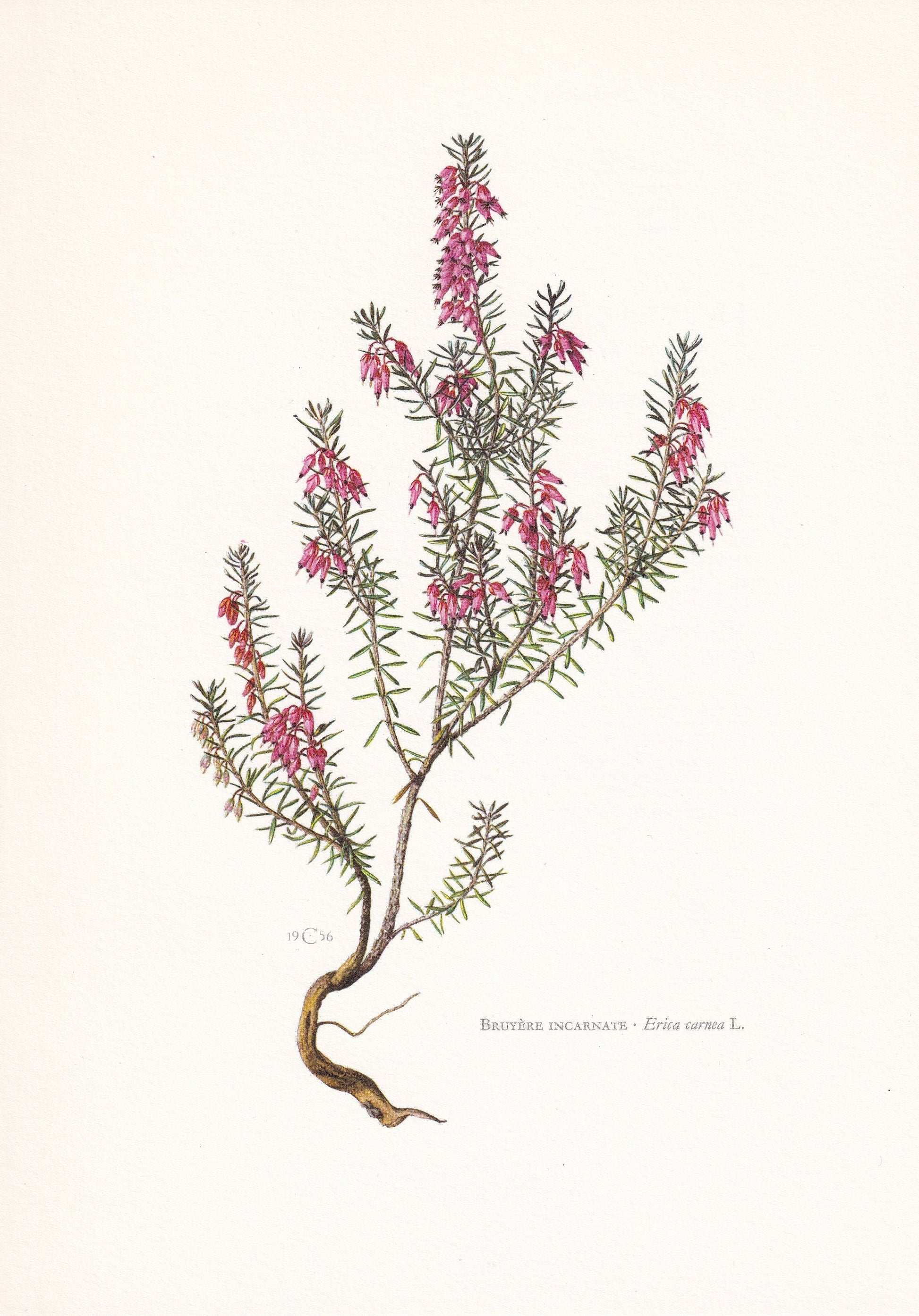 1960 WINTER HEATH Print - Botanical Print - Botanical Illustration - Plant Wall Art - Vintage Plant Print - 7.5 x 10.6 Inches