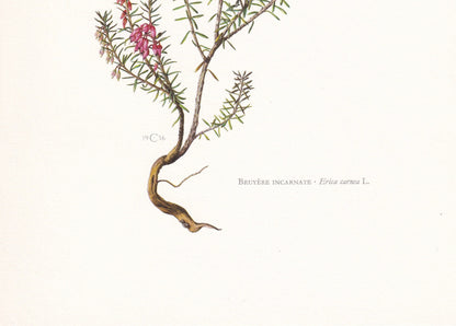 1960 WINTER HEATH Print - Botanical Print - Botanical Illustration - Plant Wall Art - Vintage Plant Print - 7.5 x 10.6 Inches