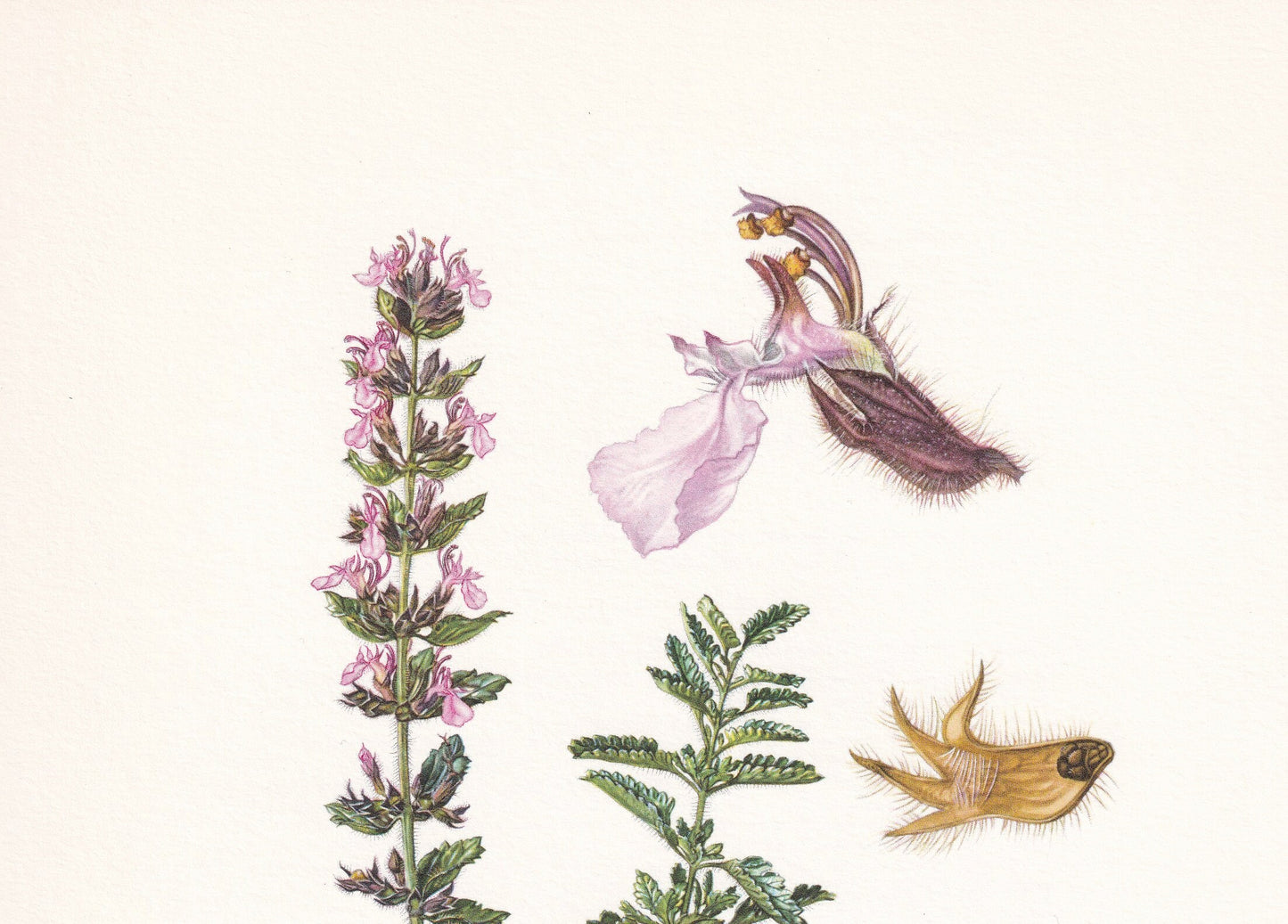 1960 WALL GERMANDER FLOWER Print - Botanical Print - Botanical Illustration - Plant Wall Art - Vintage Plant Print - 7.5 x 10.6 Inches