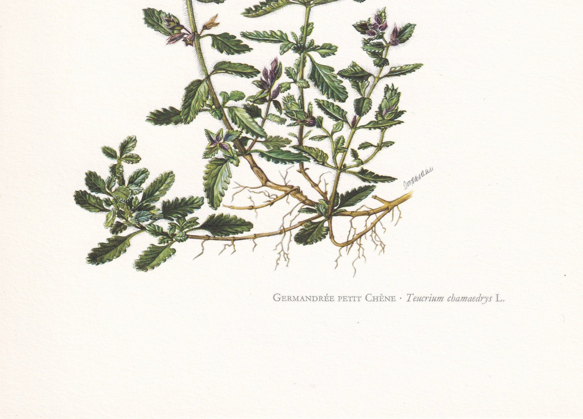 1960 WALL GERMANDER FLOWER Print - Botanical Print - Botanical Illustration - Plant Wall Art - Vintage Plant Print - 7.5 x 10.6 Inches